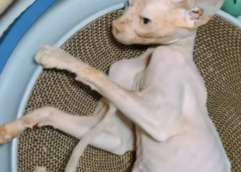 T1012007 found very thin stray cat.It so pitiful.