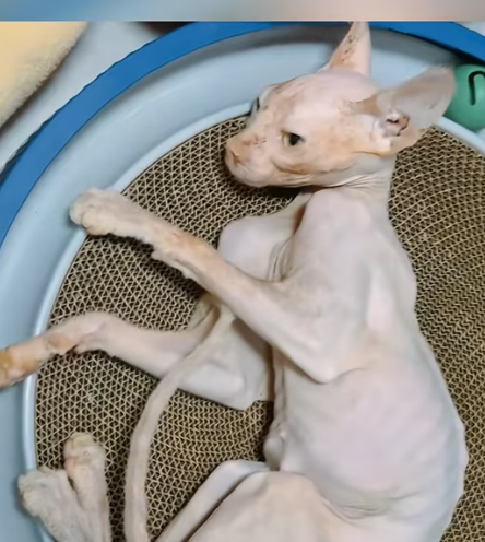 T1012007 found very thin stray cat.It so pitiful.