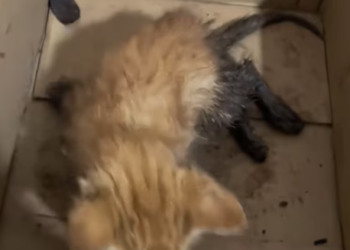 T1012008 found wounded kitten took it to hospital immediately