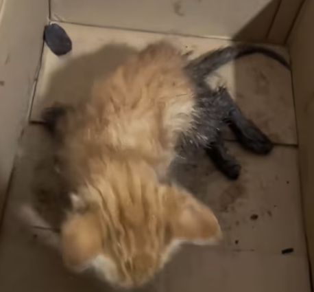 T1012008 found wounded kitten took it to hospital immediately