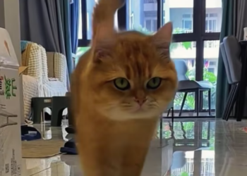 T1012009 found stray cat by roadside.