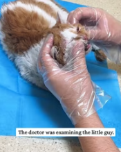 T0112033 found little kitten when went out to walk my dog.#fyp #animal_part2