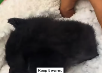 T1012010 found little cat in rain.I saved it right away.and then