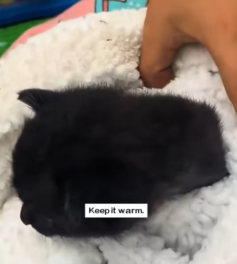 T1012010 found little cat in rain.I saved it right away.and then