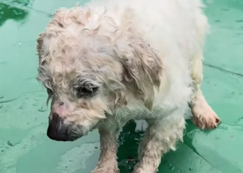 T1012011 found little dog had fallen into water.