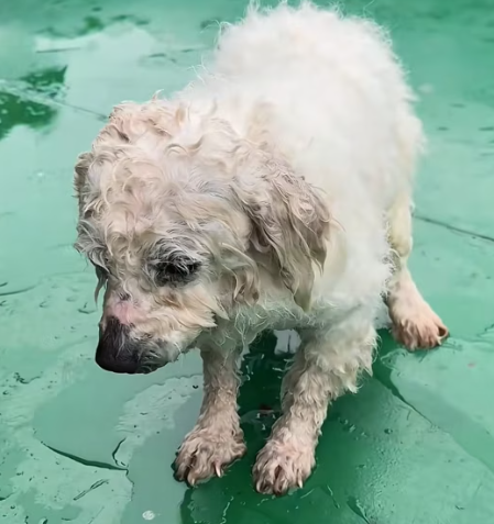 T1012011 found little dog had fallen into water.