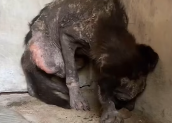 T1012012 He is ok now #dogsoftiktok #dogrescue #shorts #helpmeplease