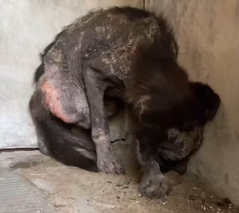 T1012012 He is ok now #dogsoftiktok #dogrescue #shorts #helpmeplease