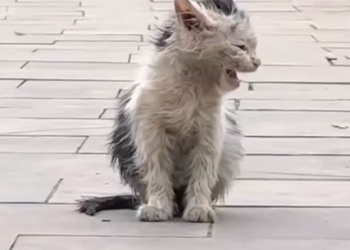 T1012013 Cat wandering in park was lucky to be saved #cat #rescuecat