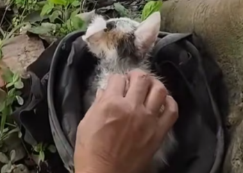 T1012014 Cat hiding in helmet is lucky to be saved #rescueanimals #animals