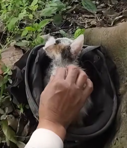 T1012014 Cat hiding in helmet is lucky to be saved #rescueanimals #animals