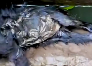 T1012015 Kitten fell into water drowned luckily was saved #animal