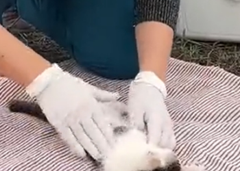 T1012016 Cat lying in ditch was lucky to be saved #rescueanimals #cat #rescue