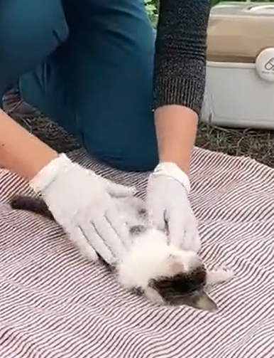 T1012016 Cat lying in ditch was lucky to be saved #rescueanimals #cat #rescue