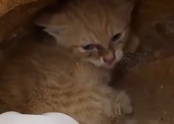 T1012017 dramatic rescue of kitten lost its mother trapped in a cave