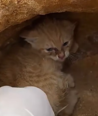 T1012017 dramatic rescue of kitten lost its mother trapped in a cave