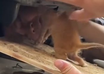 T1012018 Kitten trapped in car luckily rescued #animal #rescueanimals #animals