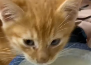 T1012019 Kitten hiding in hole is lucky to be saved #animal #rescueanimals