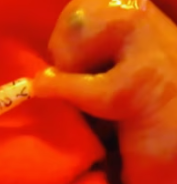 T0112030 man found newborn wombat by roadside,and then #fyp #Rescue _part2