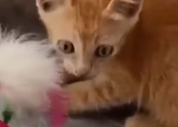 T1012020 Kitten alone in garbage dump was lucky to be saved #animal #rescue