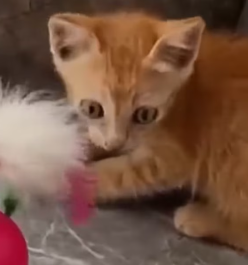 T1012020 Kitten alone in garbage dump was lucky to be saved #animal #rescue