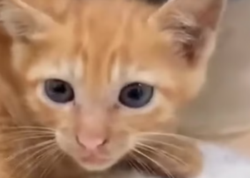 T1012021 kitten was trying to climb ashore was luckily rescued #animal