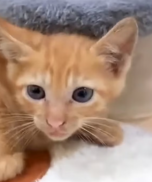 T1012021 kitten was trying to climb ashore was luckily rescued #animal