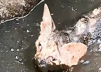 T1012023 Cat fell into deep mud was luckily saved by man #animal #rescue