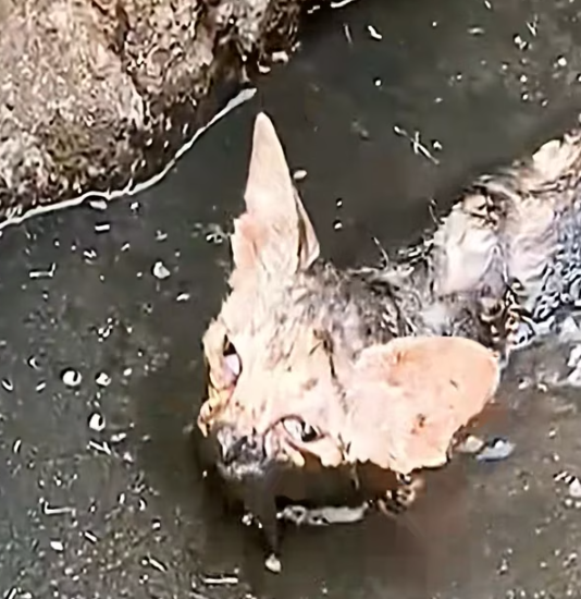 T1012023 Cat fell into deep mud was luckily saved by man #animal #rescue