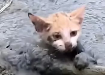 T1012024 Cats fell into deep mud was luckily rescued #animal #rescueanimal…