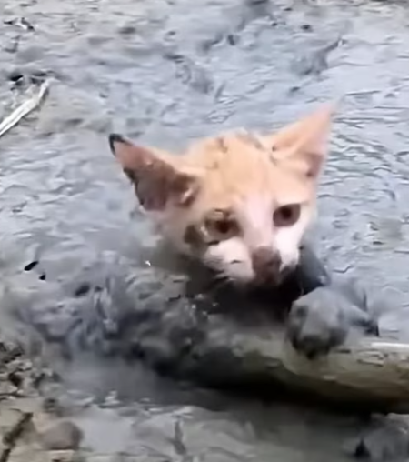 T1012024 Cats fell into deep mud was luckily rescued #animal #rescueanimal…