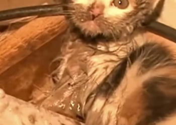 T1012026 cats fell into mud lay curled up alone luckily it was rescue