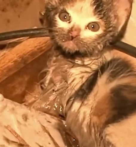 T1012026 cats fell into mud lay curled up alone luckily it was rescue