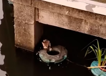 T1012027 Cats fell into sewer was luckily saved #animalsoftiktok #rescueanimal