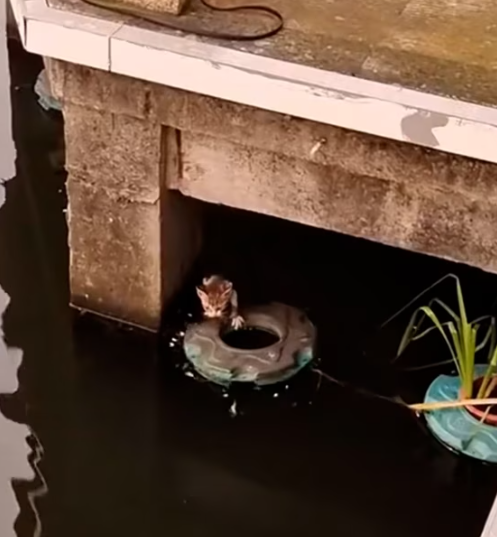 T1012027 Cats fell into sewer was luckily saved #animalsoftiktok #rescueanimal