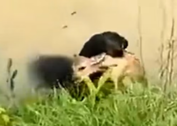 T1012028 dog saved deer fell into river helped save it