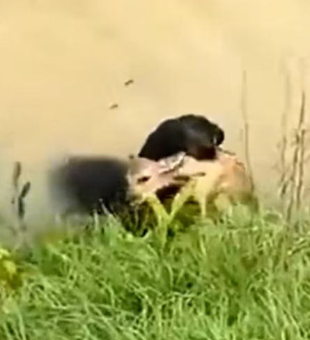 T1012028 dog saved deer fell into river helped save it