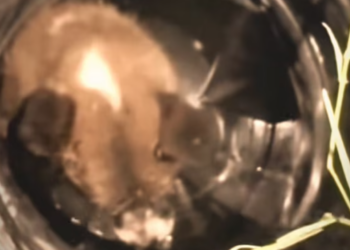 T1012029 rescue poor dog #poordog #rescuedog #dog #dogs #puppy #fyp #foryou