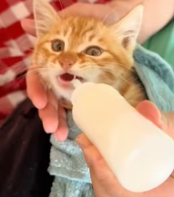 T0112032 found little cat huddled in corner.#fyp #Rescue #animal #kitt…_part2