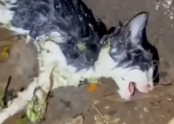 T1012030 Drowning cat was luckily saved #animalsoftiktok #rescueanimals #cats
