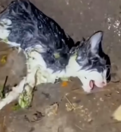 T1012030 Drowning cat was luckily saved #animalsoftiktok #rescueanimals #cats