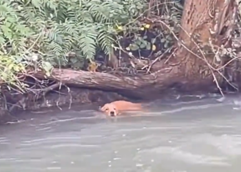 T0912006 He cried silently in the grass, praying that someone would hear his tiny heartbeat