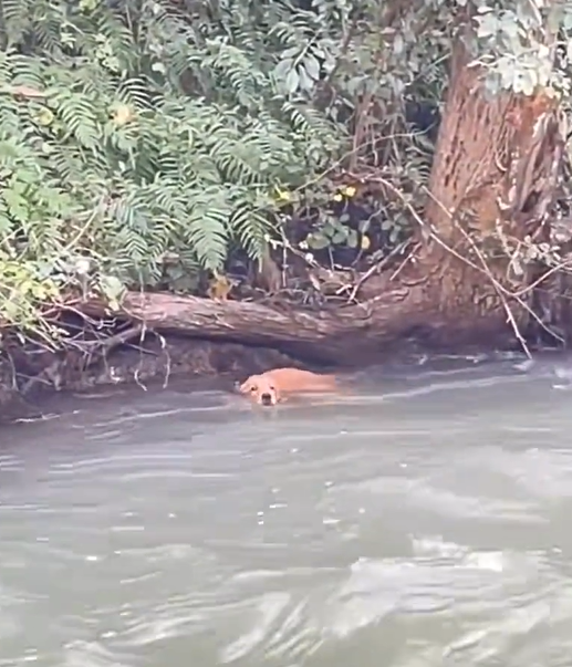 T0912006 He cried silently in the grass, praying that someone would hear his tiny heartbeat