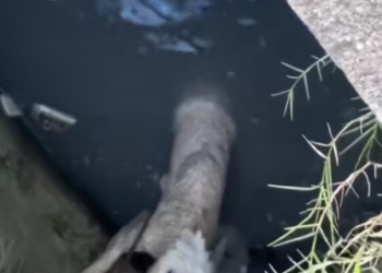 T0912010 Rescue poor dog #dog #trending #fyp #pet