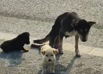 T0912014 saw an injured mother dog two puppies.