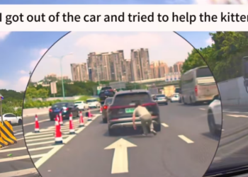 T1312001 saw an abandoned kitten chasing car ahead,and then#rescue #animal