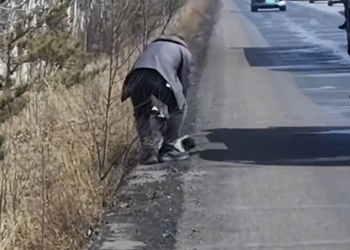 T1312003 Rescue puppy on road #rescue #animals #animalsoftiktok #fyp