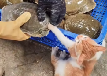 T1312004 kitten paw was bitten by tuttle,I rescued her,and then #cat…