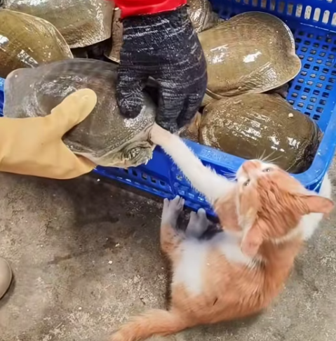 T1312004 kitten paw was bitten by tuttle,I rescued her,and then #cat…