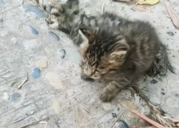 T1312005 found homeless kitten staying by side of his dead companion